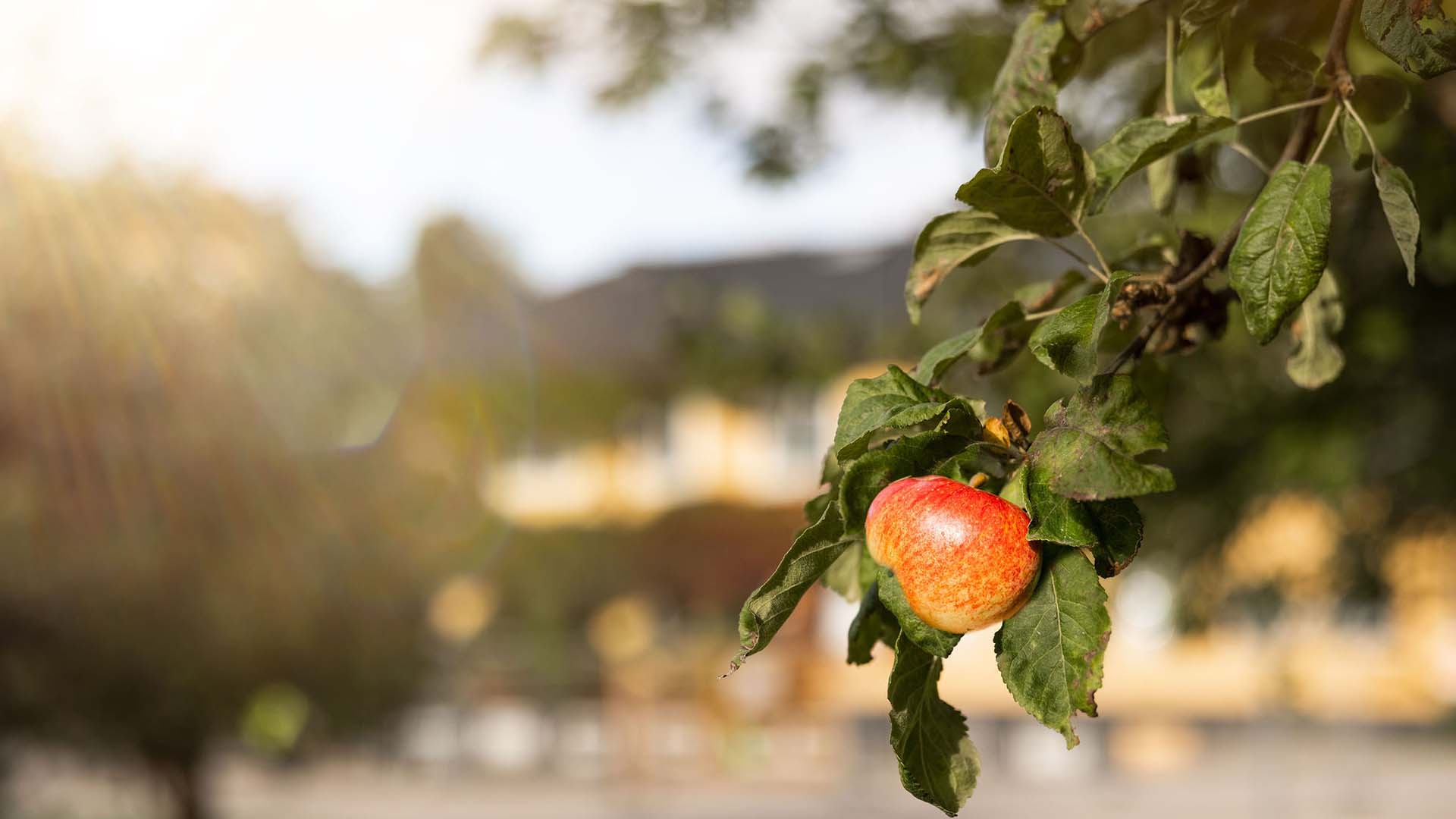 ett vackert äpple hänger i ett träd i förgrunden, ednahemmet i bakgrunden